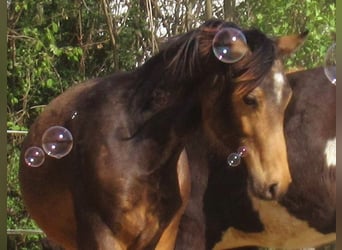 Poney de selle allemand, Hongre, 1 Année, 148 cm, Buckskin