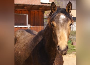 Poney de selle allemand, Hongre, 1 Année, 148 cm, Buckskin