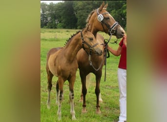 Poney de selle allemand, Hongre, 1 Année, 148 cm, Buckskin