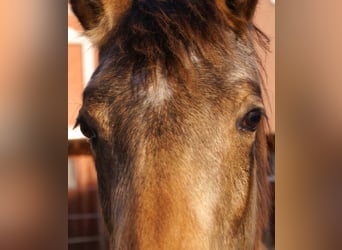 Poney de selle allemand, Hongre, 1 Année, 148 cm, Buckskin