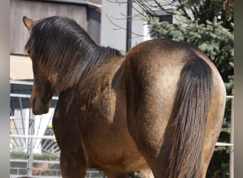 Poney de selle allemand, Hongre, 1 Année, 148 cm, Buckskin