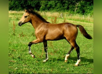 Poney de selle allemand, Hongre, 1 Année, 148 cm, Buckskin