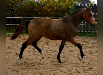 Poney de selle allemand, Hongre, 1 Année, 148 cm, Buckskin