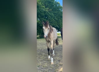 Poney de selle allemand, Hongre, 1 Année, 152 cm, Buckskin