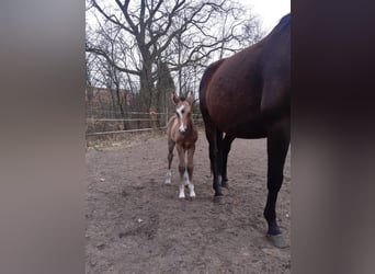 Poney de selle allemand, Hongre, 1 Année, 152 cm, Buckskin
