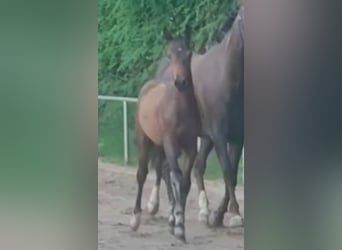 Poney de selle allemand, Hongre, 1 Année, Bai