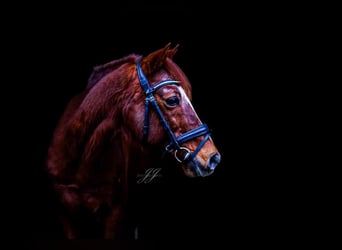 Poney de selle allemand, Hongre, 20 Ans, 147 cm, Alezan