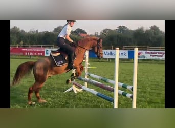 Poney de selle allemand, Hongre, 25 Ans, Alezan brûlé