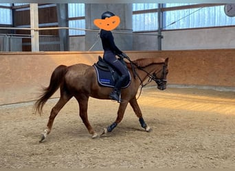 Poney de selle allemand, Hongre, 25 Ans, Alezan brûlé