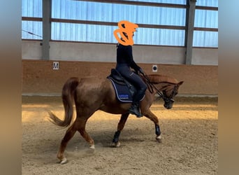 Poney de selle allemand, Hongre, 25 Ans, Alezan brûlé