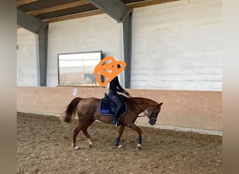 Poney de selle allemand, Hongre, 25 Ans, Alezan brûlé