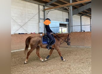 Poney de selle allemand, Hongre, 25 Ans, Alezan brûlé