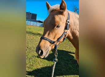 Poney de selle allemand, Hongre, 2 Ans, 135 cm, Palomino