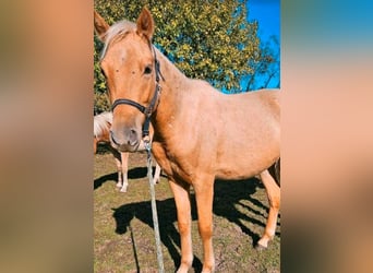 Poney de selle allemand, Hongre, 2 Ans, 135 cm, Palomino
