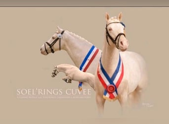 Poney de selle allemand, Hongre, 2 Ans, 135 cm, Palomino