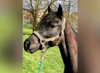Poney de selle allemand Croisé, Hongre, 2 Ans, 140 cm