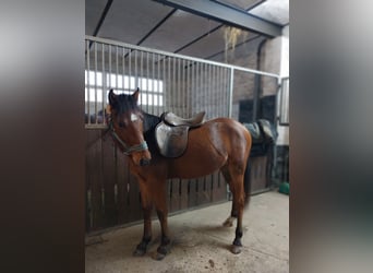 Poney de selle allemand Croisé, Hongre, 2 Ans, 142 cm, Bai