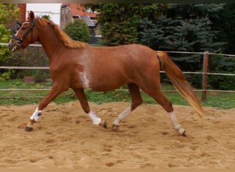 Poney de selle allemand, Hongre, 2 Ans, 143 cm, Alezan