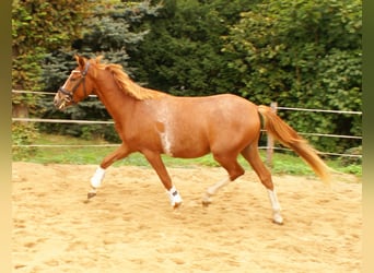 Poney de selle allemand, Hongre, 2 Ans, 143 cm, Alezan