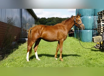 Poney de selle allemand, Hongre, 2 Ans, 143 cm, Alezan