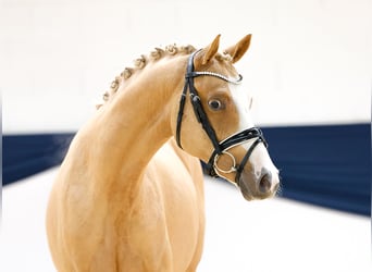 Poney de selle allemand, Hongre, 2 Ans, 144 cm, Alezan