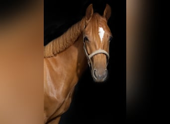 Poney de selle allemand, Hongre, 2 Ans, 144 cm, Alezan