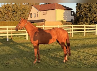 Poney de selle allemand, Hongre, 2 Ans, 144 cm, Alezan