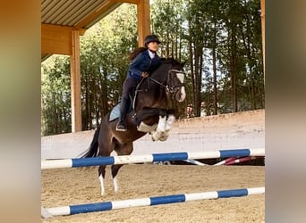 Poney de selle allemand, Hongre, 2 Ans, 144 cm, Bai brun