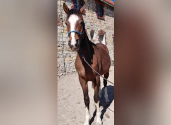 Poney de selle allemand, Hongre, 2 Ans, 144 cm, Bai