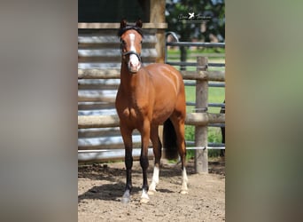 Poney de selle allemand, Hongre, 2 Ans, 145 cm, Bai