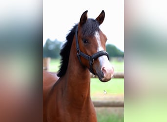 Poney de selle allemand, Hongre, 2 Ans, 145 cm, Bai