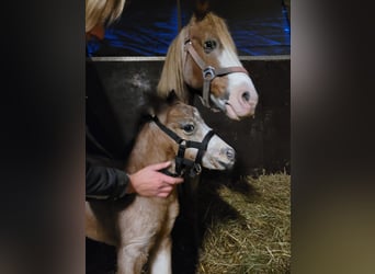 Poney de selle allemand Croisé, Hongre, 2 Ans, 145 cm, Buckskin