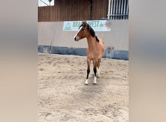 Poney de selle allemand, Hongre, 2 Ans, 146 cm, Isabelle