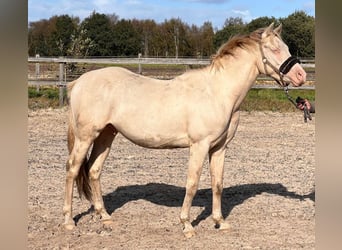 Poney de selle allemand, Hongre, 2 Ans, 148 cm, Perlino