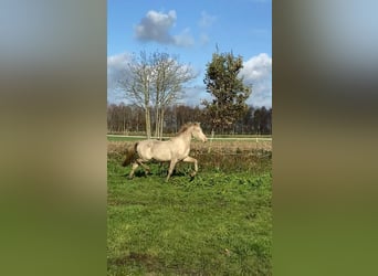 Poney de selle allemand, Hongre, 2 Ans, 148 cm, Perlino