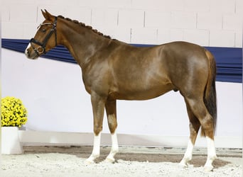 Poney de selle allemand, Hongre, 2 Ans, 149 cm, Alezan