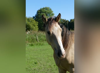 Poney de selle allemand, Hongre, 2 Ans, 150 cm, Buckskin