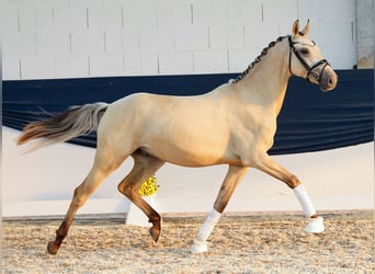 Poney de selle allemand, Hongre, 2 Ans, 150 cm, Isabelle