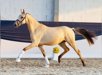 Poney de selle allemand, Hongre, 2 Ans, 150 cm, Isabelle
