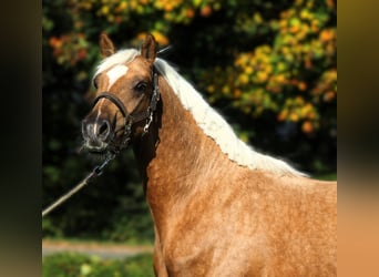 Poney de selle allemand, Hongre, 2 Ans, 152 cm, Palomino