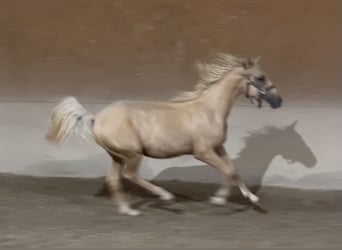 Poney de selle allemand, Hongre, 2 Ans, 155 cm, Palomino