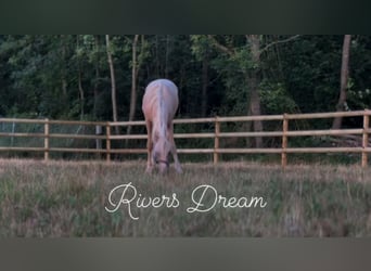 Poney de selle allemand, Hongre, 2 Ans, 155 cm, Palomino