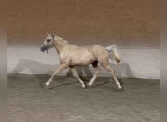 Poney de selle allemand, Hongre, 2 Ans, 155 cm, Palomino