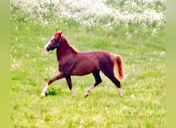 Poney de selle allemand, Hongre, 2 Ans, Alezan brûlé