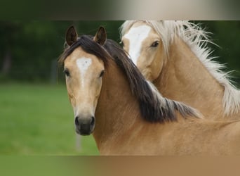 Poney de selle allemand, Hongre, 2 Ans
