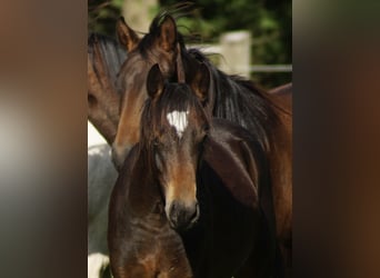 Poney de selle allemand, Hongre, 2 Ans