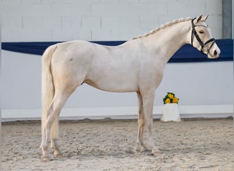 Poney de selle allemand, Hongre, 3 Ans, 138 cm, Palomino