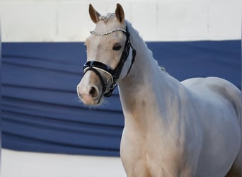 Poney de selle allemand, Hongre, 3 Ans, 138 cm, Palomino