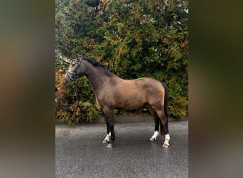 Poney de selle allemand, Hongre, 3 Ans, 140 cm, Isabelle