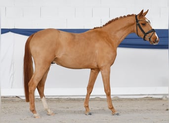 Poney de selle allemand, Hongre, 3 Ans, 141 cm, Alezan